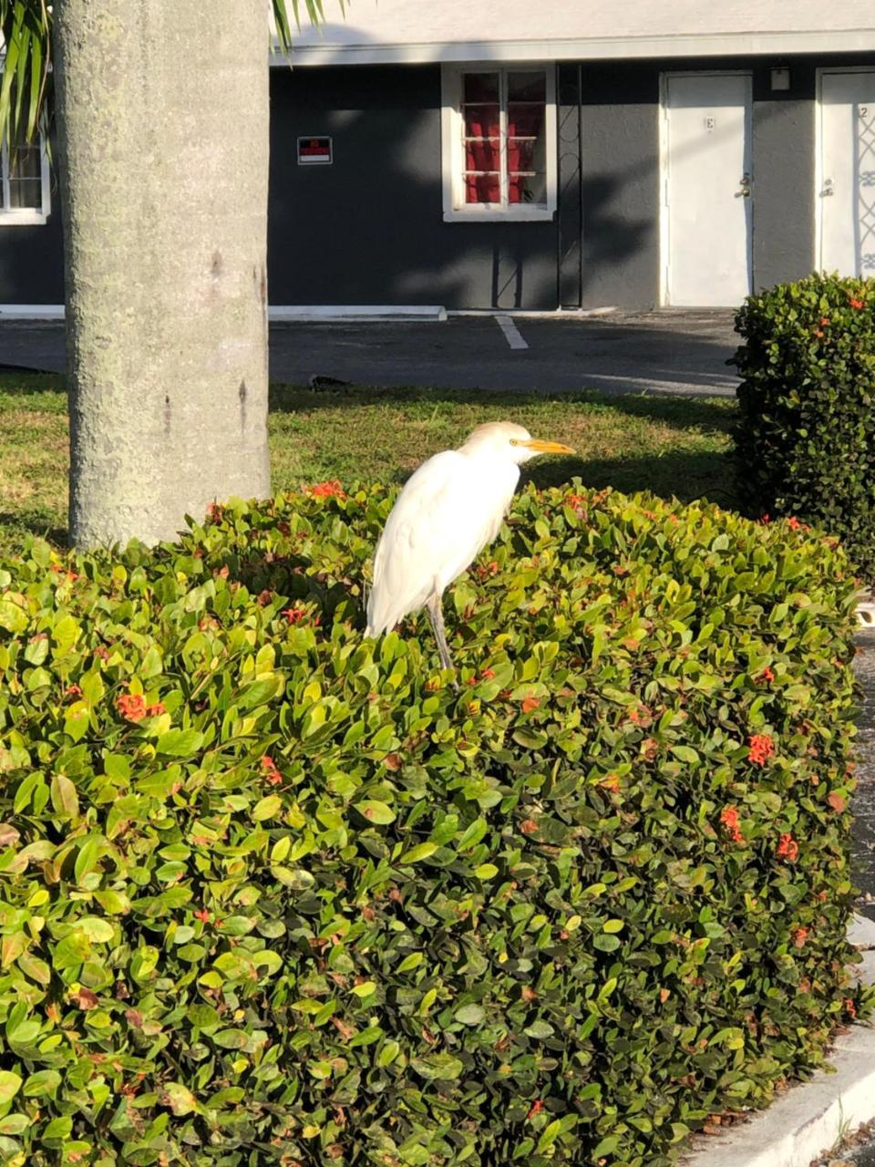 Bay Breeze Inn Bradenton Downtown エクステリア 写真
